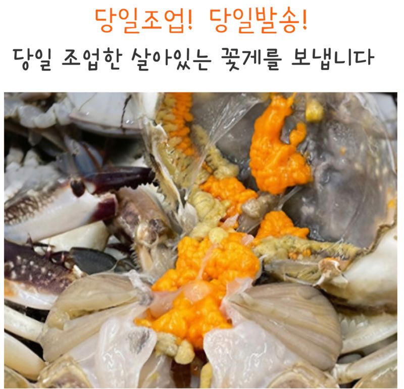 농수사님의 장터 판매 상품 [연평도 알배기 활암꽃게 1kg ] 첨부 사진