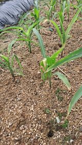 팜모닝 농사, 무엇이든 물어보세요!·참여글 게시글 이미지