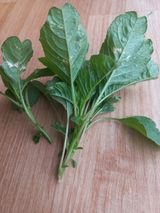 팜모닝 농사, 무엇이든 물어보세요!·참여글 게시글 이미지