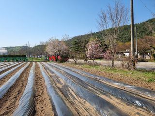 춘장대님의 자유주제 · 자유게시판 작성글 사진
