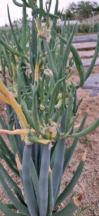 주말농장 11463님의 농사, 무엇이든 물어보세요! · 참여글 작성글 사진