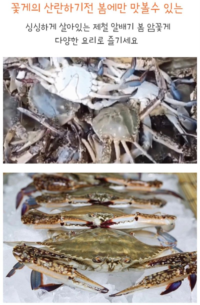 농수사님의 장터 판매 상품 [연평도 알배기 활암꽃게 1kg ] 첨부 사진