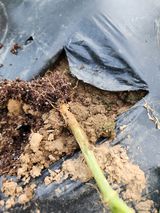 팜모닝 농사, 무엇이든 물어보세요!·참여글 게시글 이미지