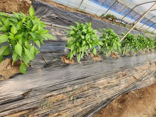 갑돌이님의 자유주제 · 자유게시판 작성글 사진