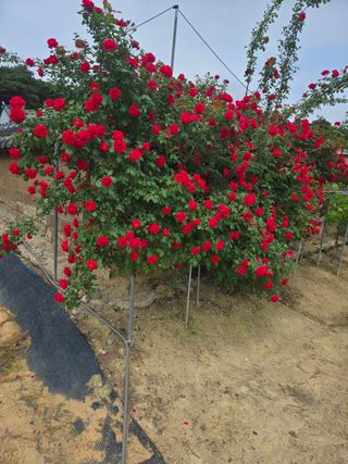 자연인님의 자유주제 · 자유게시판 작성글 사진