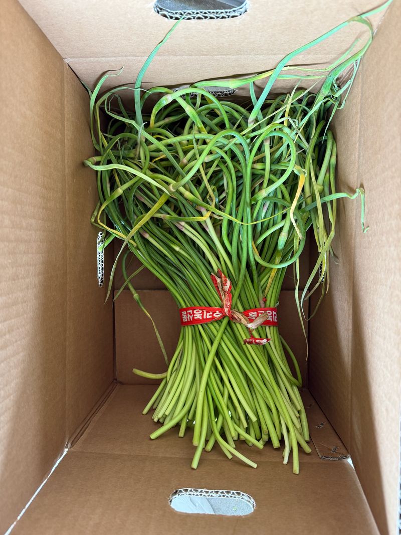 이영민님의 장터 판매 상품 [무안 마늘쫑 1kg] 첨부 사진