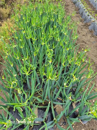 쨍하고해뜨는농원님의 기타작물 · 자유게시판 작성글 사진