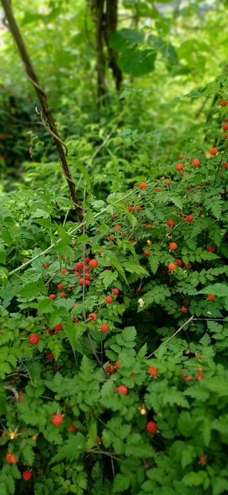 초보퍼머5도2촌준비님의 자유주제 · 사진전 작성글 사진