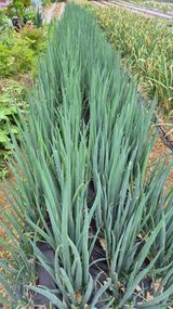 팜모닝 파·병해충상담 게시글 이미지