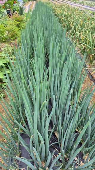 전환엽님의 파 · 병해충상담 작성글 사진