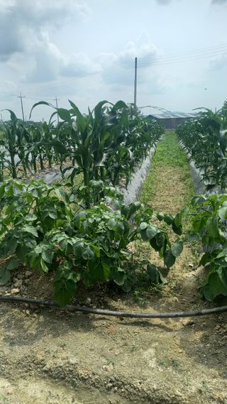 마에스타님의 자유주제 · 자유게시판 작성글 사진