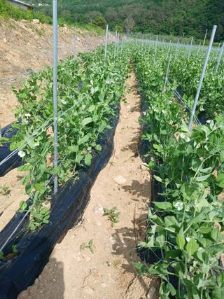 콩나라최여순님의 자유주제 · 자유게시판 작성글 사진