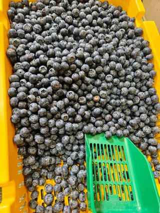 제주 지안이네농장님의 자유주제 · 자유게시판 작성글 사진