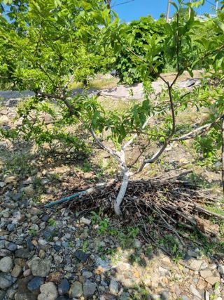 김용대님의 자유주제 · 자유게시판 작성글 사진
