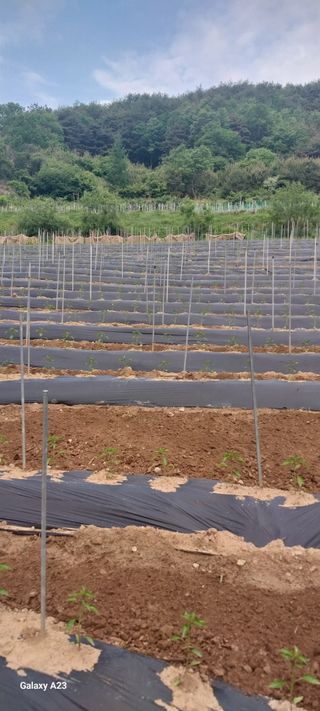 이일철 (조이산골)님의 자유주제 · 자유게시판 작성글 사진