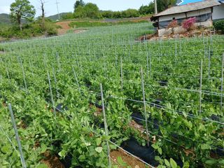 콩나라최여순님의 자유주제 · 자유게시판 작성글 사진