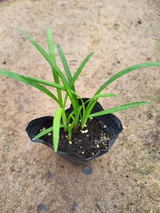 팜모닝회원 김순달 님의 자유주제 · 자유게시판 작성글 사진