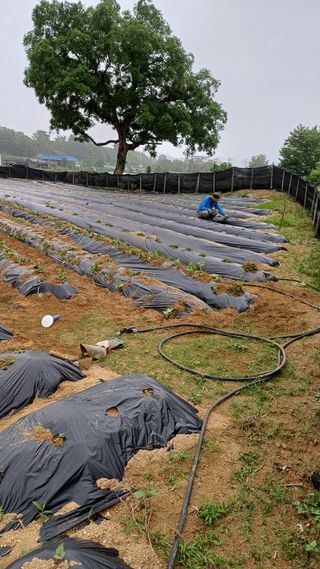 박순덕님의 자유주제 · 자유게시판 작성글 사진
