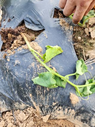 이창우님의 농사, 무엇이든 물어보세요! · 참여글 작성글 사진