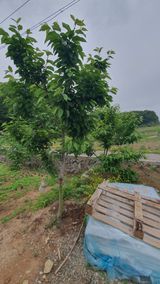 팜모닝 자유주제·자유게시판 게시글 이미지