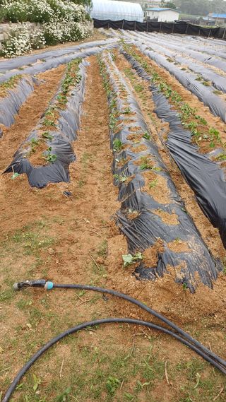 박순덕님의 자유주제 · 자유게시판 작성글 사진