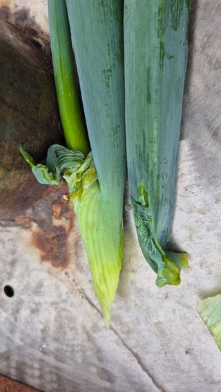 전환엽님의 파 · 병해충상담 작성글 사진