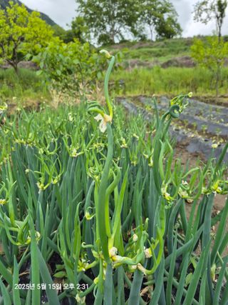 쨍하고해뜨는농원님의 기타작물 · 자유게시판 작성글 사진
