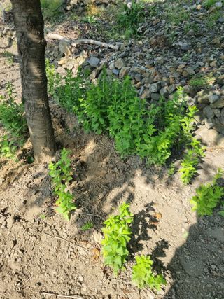 김용대님의 자유주제 · 자유게시판 작성글 사진