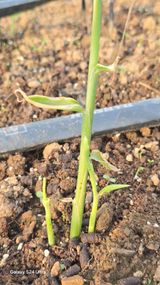 팜모닝 자유주제·자유게시판 게시글 이미지