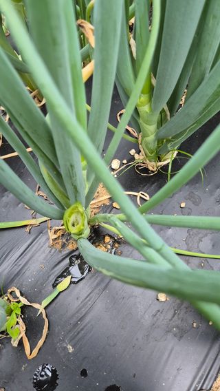 전환엽님의 파 · 병해충상담 작성글 사진