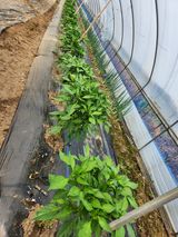 팜모닝 자유주제·자유게시판 게시글 이미지