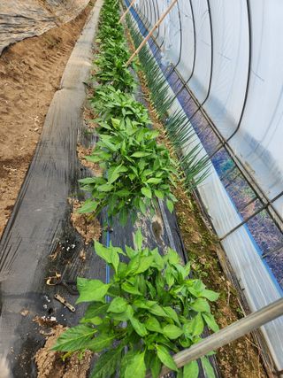 갑돌이님의 자유주제 · 자유게시판 작성글 사진