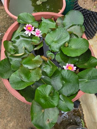 자연인님의 자유주제 · 자유게시판 작성글 사진