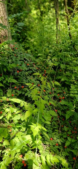 초보퍼머5도2촌준비님의 자유주제 · 사진전 작성글 사진