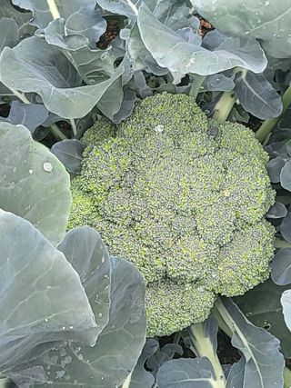 진동희님의 자유주제 · 자유게시판 작성글 사진