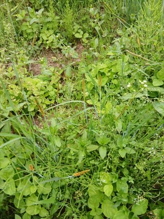 무료지식나눔 팜닥터님의 자유주제 · 자유게시판 작성글 사진