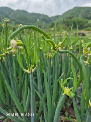 쨍하고해뜨는농원님의 기타작물 · 자유게시판 작성글 사진