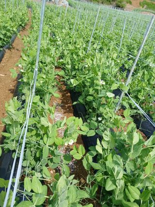 콩나라최여순님의 자유주제 · 자유게시판 작성글 사진