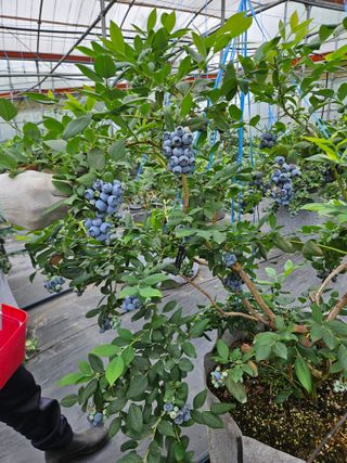 제주 지안이네농장님의 자유주제 · 자유게시판 작성글 사진