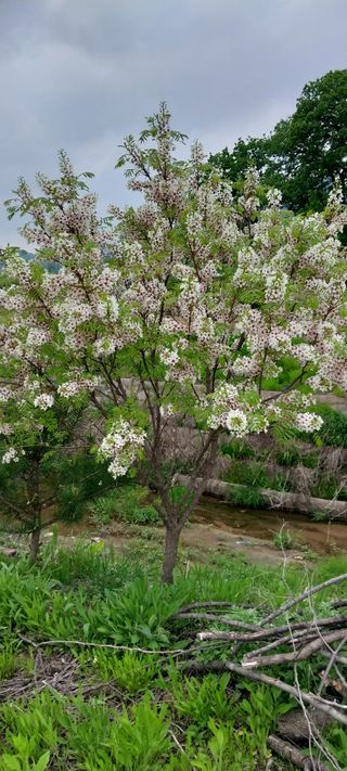 낙엽교목류15665님의 작성글 사진