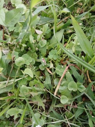 무료지식나눔 팜닥터님의 자유주제 · 자유게시판 작성글 사진