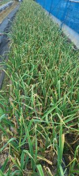 팜모닝 자유주제·자유게시판 게시글 이미지