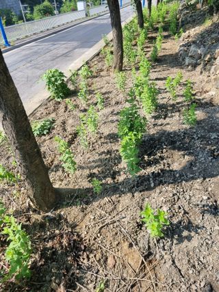 김용대님의 자유주제 · 자유게시판 작성글 사진