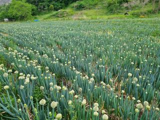 진여화 농원님의 자유주제 · 자유게시판 작성글 사진