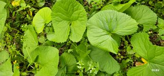 해오름달님의 자유주제 · 자유게시판 작성글 사진