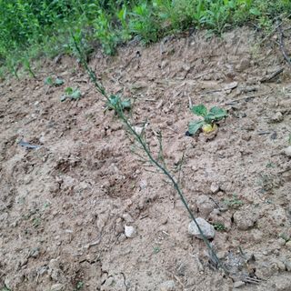 오영도님의 자유주제 · 자유게시판 작성글 사진