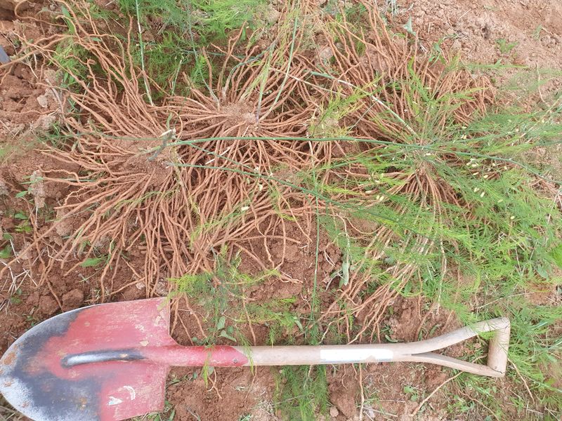 퇴근농님의 장터 판매 상품 [아스파라거스 뿌리 4년차] 첨부 사진