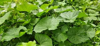 해오름달님의 자유주제 · 자유게시판 작성글 사진