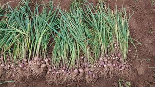 조새힘님의 자유주제 · 자유게시판 작성글 사진