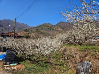 대봉매실 인생이막님의 작성글 사진